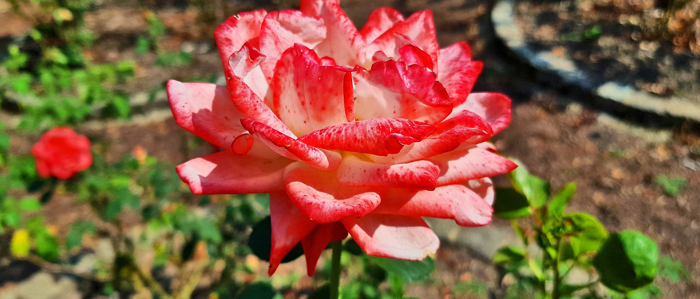 Rosengarten Rosengarten