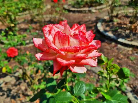 Rosengarten Rosengarten